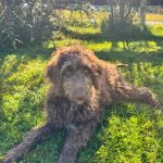 Na Šumavě se znovu našli psi podobní labradoodlům. Zbavuje se někdo zvířat?