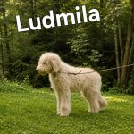 Psi z lesa u Zbytin míří k novému domovu. Až na bojácnou fenku Ludmilu