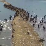 Rybníky na Třeboňsku dál vysychají, deště nepomohly. Kdy budou podzimní výlovy?