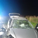 Divoká prasata vběhla do cesty řidičům na Táborsku a Budějovicku. Jeden muž se vážně zranil