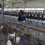 Prestižní měsíc říjen chovatelů v Záhoří. Po místní výstavě přijde i republiková a evropská výstava