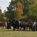 K Hubertově jízdě v Zálší patří od letoška i vozatajský Memoriál Karla Dvořáka
