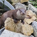 V bývalých třeboňských jatkách se chystá nový ráj pro obdivovatele přírody