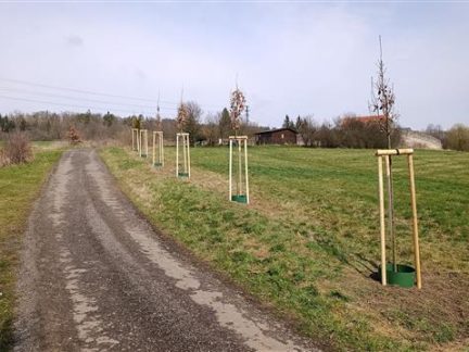 Cestu Za Ptáčkovnou u Písku lemují nově Žižkovy duby