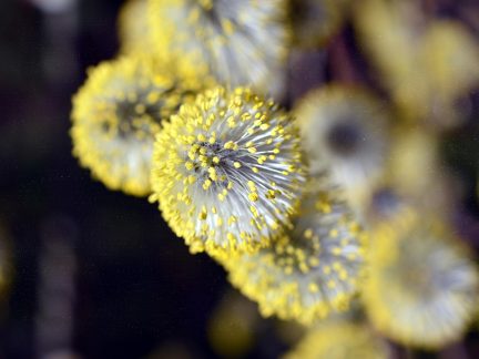 Alergiků přibývá, odborníků ubývá. Čekací lhůty u alergologů se prodlužují