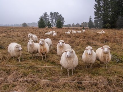 Při túrách po Šumavě se nepřibližujte k stádům krav a ovcí, žádá turisty Národní park Šumava