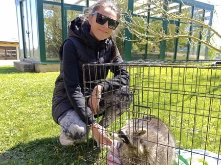 Táborská zoo přijala samici mývala severního, chová jich tak už šest