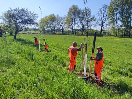 Parta z ŘSD slavila Svátek práce prací. Kolem silnice I/19 přibyly další stromky
