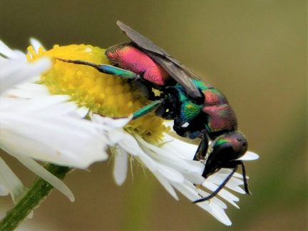 Obnova písčin v Pískovně Lžín podpořila samotářské včely a další ohrožené druhy