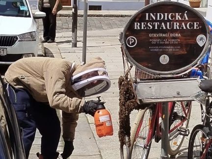 Piaristická ulice v Českých Budějovicích musela být uzavřena. Kvůli včelímu roji