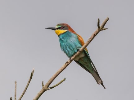 Chráněné vlhy se v jižních Čechách šíří, břehulí naopak ubývá