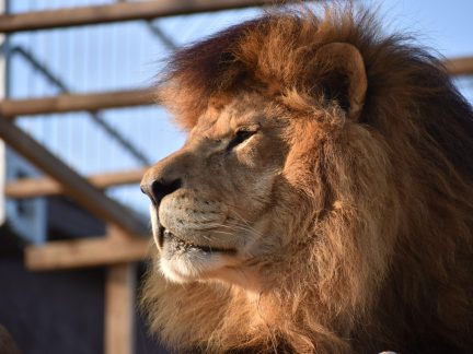 Děti si v táborské zoo užijí speciální QR hru se zajímavými cenami