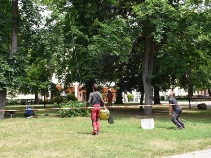 Arboristé ošetřují zeleň na Mírovém náměstí a v Lipové aleji v Písku