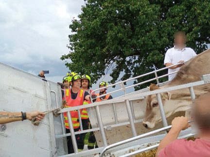 Nahnutý přepravník krav hrozící převrácením zaměstnal hasiče na Budějovicku