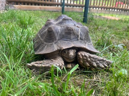 Do táborské zoo dorazily ze záchranného centra v Belgii třetí největší želvy světa