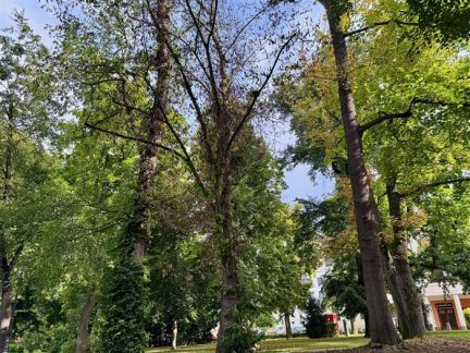 V Palackého sadech v Písku se dnes bude kácet. K zemi musí další jilm
