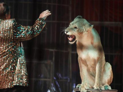 Do Milevska přijel cirkus King. Nabízí tradiční cirkusové umění i vystoupení se zvířaty