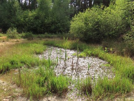 Obnova tůní a písčin v jihočeských pískovnách byla úspěšná