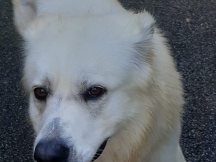 Mína a Bengál ve strakonickém útulku zjistili, že existují hodní lidé