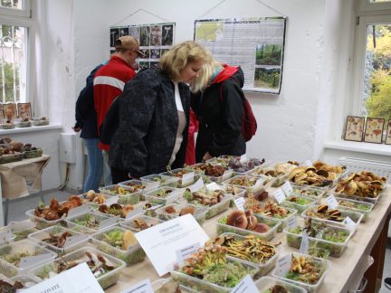 Jaký je rozdíl mezi bedlou vysokou a bedlou zahradní? A proč ubývá v lesích hub?