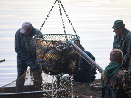 Výlov Podkostelního rybníka v Putimi se koná už v sobotu, další budou následovat