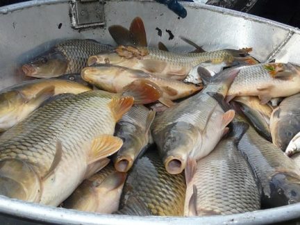 Dolanský rybník na Českokrumlovsku vydá o víkendu své bohatství