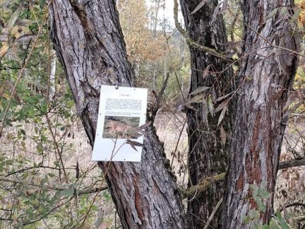 Pohybuje se v okolí Týna nad Vltavou opravdu puma? Odpověď by mohla přinést fotopast