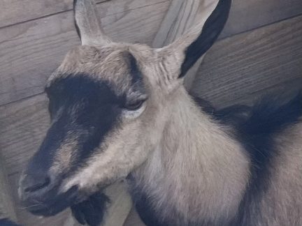 Recidivista vnikl do stáje u Radomyšle a sexuálně zneužil kozu