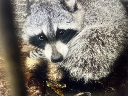 Táborská zoo stále zachraňuje mývaly. Zatím poslední přicestoval z Olomoucka