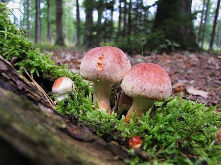 V neděli za houbami a mechy do Branišovského lesa