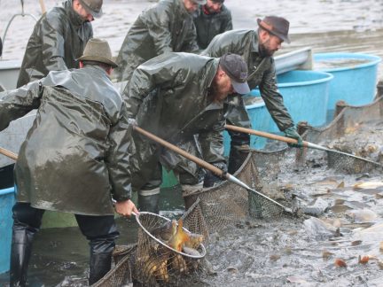 Výlov Dolanského rybníku rybáře mile překvapil. Vytáhli téměř 170 metráků ryb