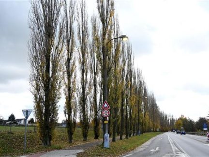 V příštím týdnu se bude kácet topolová alej u hřebčince v Písku