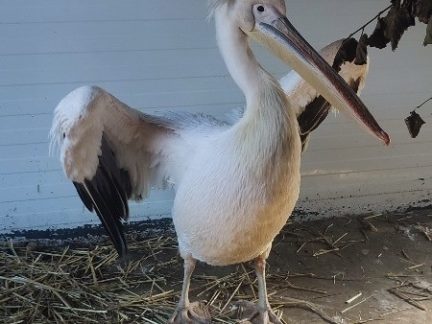 Zoo Dvorec přestěhovala některá zvířata do vnitřních ubikací. Návštěvníci o pohled na ně ale nepřijdou