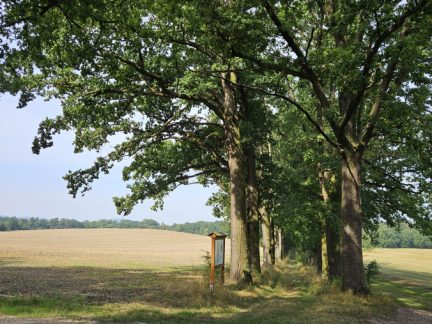 Knížecí cesta u Mladějovic soutěží o titul aleje roku