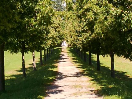 Veřejnost rozhodne o nejkrásnější Aleji roku 2025. Z jihu Čech kandidují tři zástupkyně