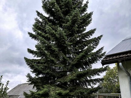 Vánoční okrasná jedle ozdobí budějovické náměstí v neděli