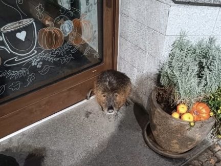 Do strakonické kavárny zavítal neobvyklý host. Nutrii vyprovodili strážníci