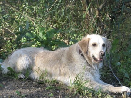 V Budějovicích došlo k otravě dvou psů, jeden z nich nepřežil