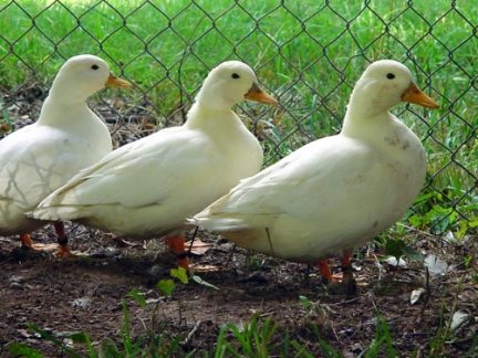 V komerčních chovech kachen společnosti Blatenská ryba jsou další dvě ohniska ptačí chřipky