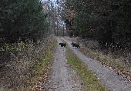 Český Krumlov dál bojuje s přemnoženými divokými prasaty