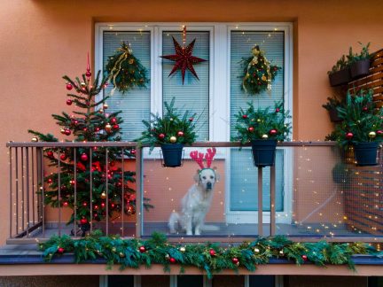 Soutěž o nejkrásnější vánoční výzdobu v Českých Budějovicích začala