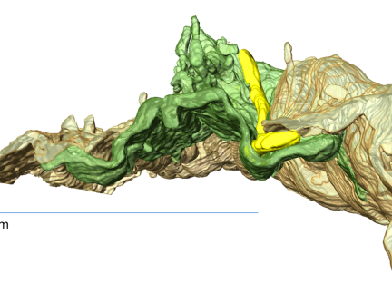 Vědci detailně popsali první okamžiky infekce lymské boreliózy