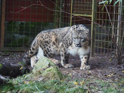 Na cestě do nového domova se v Zoo Dvorec zastavil sněžný levhart