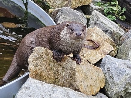 Navštivte Cipíska! Vánoce mohou být v třeboňském Ekocentru vydra každý den
