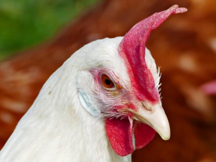 V chovu ptáků ve Vodňanech udeřil pseudomor drůbeže