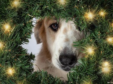 Psí Vánoce v českokrumlovském útulku se blíží