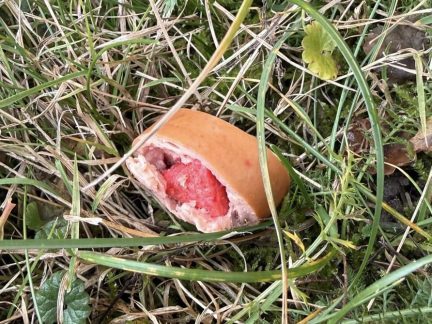 V Budějovicích někdo rozhazuje otrávené návnady. Policie vyzývá pejskaře k obezřetnosti