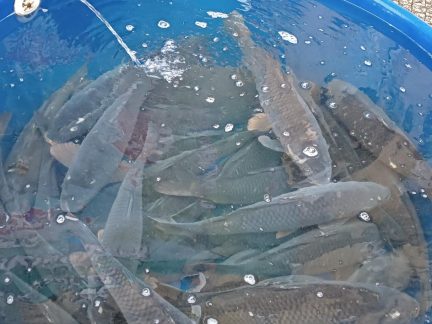 Začínají kontroly prodejců vánočních kaprů. Na co dát pozor při nákupu?