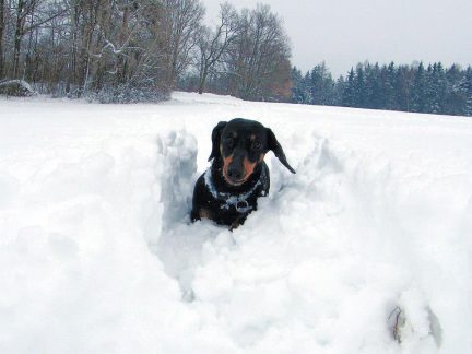 Dočkáme se letos bílých Vánoc?