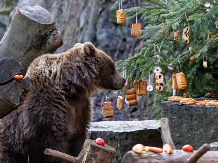 Krumlovští medvědi oslaví Vánoce i letos s návštěvníky
